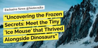 Ice Mouse that Thrived Alongside Dinosaurs