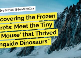 Uncovering the Frozen Secrets: Meet the Tiny ‘Ice Mouse’ that Thrived Alongside Dinosaurs Ice Mouse that Thrived Alongside Dinosaurs