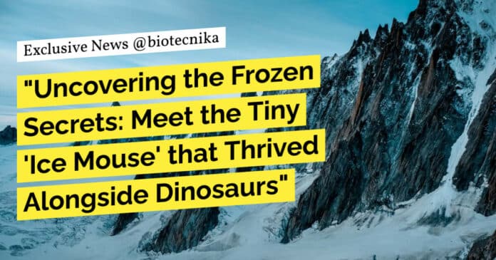 Ice Mouse that Thrived Alongside Dinosaurs
