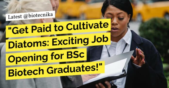 "Get Paid to Cultivate Diatoms: Exciting Job Opening for BSc Biotech Graduates!"