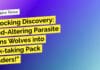 Shocking Discovery: Mind-Altering Parasite Turns Wolves into Risk-taking Pack Leaders! "Shocking Discovery: Mind-Altering Parasite Turns Wolves into Risk-taking Pack Leaders!"
