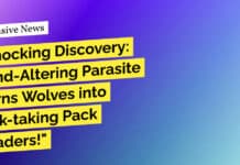 "Shocking Discovery: Mind-Altering Parasite Turns Wolves into Risk-taking Pack Leaders!"