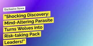 "Shocking Discovery: Mind-Altering Parasite Turns Wolves into Risk-taking Pack Leaders!"