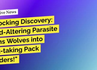 "Shocking Discovery: Mind-Altering Parasite Turns Wolves into Risk-taking Pack Leaders!"