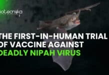 First in-Human Trial of Nipah Virus Vaccine