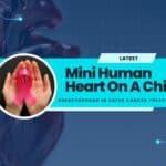 Mini Human Heart On A Chip – Breakthrough In Safer Cancer Treatments! Mini Human Heart On A Chip