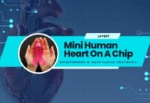 Mini Human Heart On A Chip