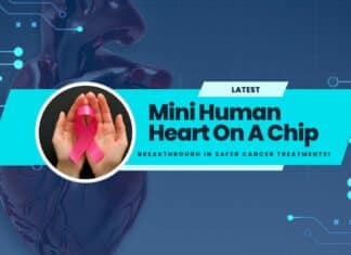 Mini Human Heart On A Chip