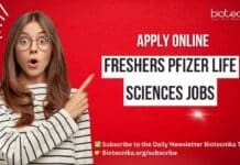 Freshers Pfizer Jobs