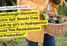 "Breakthrough Discovery: 'Electric Soil' Boosts Crop Growth by 50% in Hydroponics – Could This Revolutionize Food Production?"