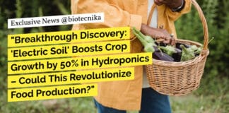 "Breakthrough Discovery: 'Electric Soil' Boosts Crop Growth by 50% in Hydroponics – Could This Revolutionize Food Production?"