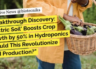 "Breakthrough Discovery: 'Electric Soil' Boosts Crop Growth by 50% in Hydroponics – Could This Revolutionize Food Production?"