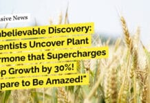 Methyl Jasmonate "Unbelievable Discovery: Scientists Uncover Plant Hormone that Supercharges Crop Growth by 30%! Prepare to Be Amazed!"