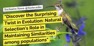 "Discover the Surprising Twist in Evolution: Natural Selection's Role in Maintaining Similarities among populations"