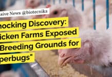 Antibiotic resistant bacteria "Shocking Discovery: Chicken Farms Exposed as Breeding Grounds for Superbugs"