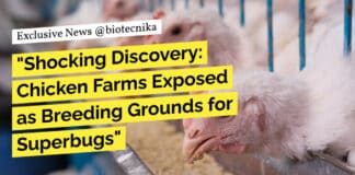 Antibiotic resistant bacteria "Shocking Discovery: Chicken Farms Exposed as Breeding Grounds for Superbugs"