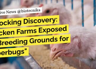 Antibiotic resistant bacteria "Shocking Discovery: Chicken Farms Exposed as Breeding Grounds for Superbugs"