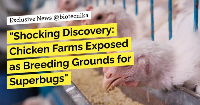 Antibiotic resistant bacteria "Shocking Discovery: Chicken Farms Exposed as Breeding Grounds for Superbugs"