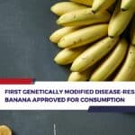 First Genetically Modified Banana