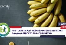First Genetically Modified Banana
