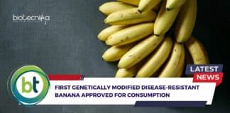 First Genetically Modified Banana