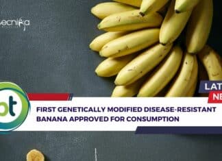 First Genetically Modified Disease-Resistant Banana Approved For Consumption First Genetically Modified Banana