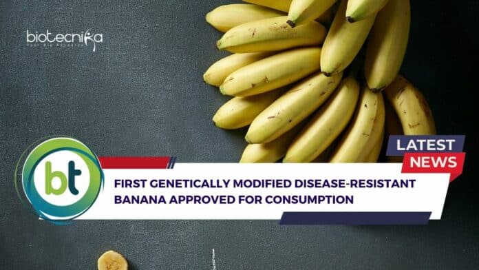 First Genetically Modified Banana