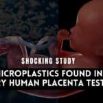 Microplastics Found in Every Human Placenta tested