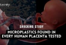 Microplastics Found in Every Human Placenta tested