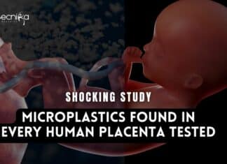 Shocking Study Reveals Presence of Microplastics in Every Human Placenta Tested Microplastics Found in Every Human Placenta tested