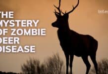 Understanding Zombie Deer Disease