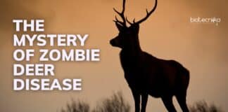 Understanding Zombie Deer Disease