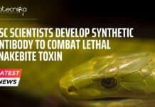 Synthetic Antibody to Combat Snakebite Toxin