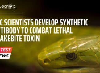 Revolutionary Synthetic Antibody Developed by IISc Scientists to Combat Deadly Snake Venom Synthetic Antibody to Combat Snakebite Toxin