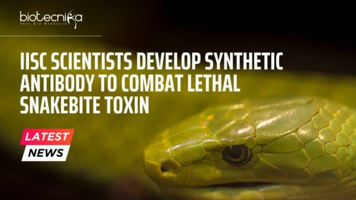 Synthetic Antibody to Combat Snakebite Toxin