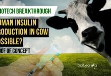 Human Insulin Can Be Produced in Cow Milk