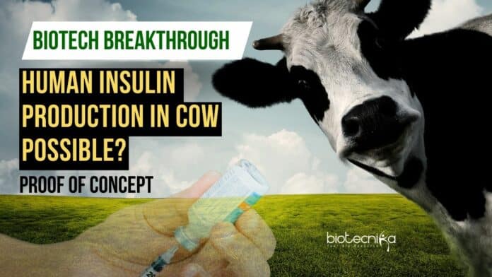 Human Insulin Can Be Produced in Cow Milk