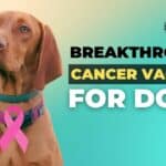 Breakthrough Cancer Vaccine for Dogs