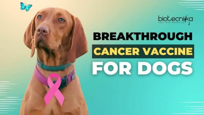 Breakthrough Cancer Vaccine for Dogs