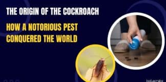 The Origin of the Cockroach