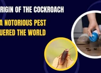 The Origin of the Cockroach: How a Notorious Pest Conquered The World The Origin of the Cockroach