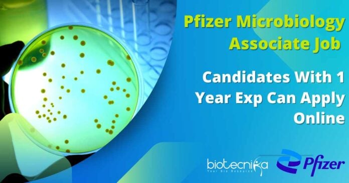 Pfizer Microbiology Associate Vacancy
