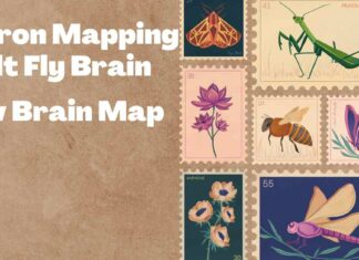 Neuron Mapping Adult Fly Brain - New Brain Map