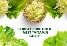 Scientists Made a Golden Lettuce That Comes With a Vitamin Boost Golden Lettuce Genetic Engineering