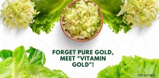 Golden Lettuce Genetic Engineering