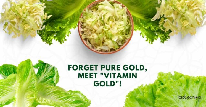 Golden Lettuce Genetic Engineering