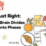 Brain controls eating behavior - How your brain divided mealtime