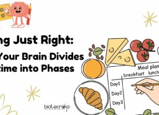 Brain controls eating behavior - How your brain divided mealtime