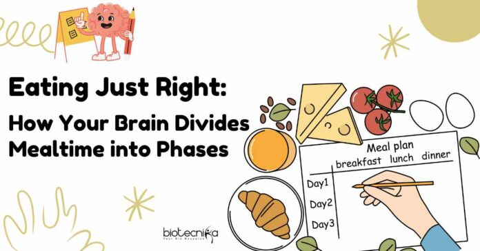 Brain controls eating behavior - How your brain divided mealtime
