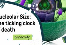 Nucleolar Size: The ticking clock of death nucleolar-size-ticking-clock-death
